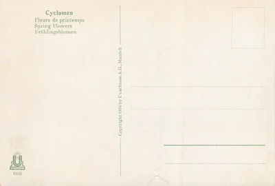 Cyclamen — Kwiaty wiosenne — Uvachrom A.G., Munich — Rewers