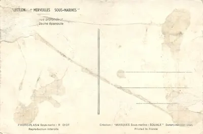 Rozkwitły żółte koralie — głębokość — utwór 'MASQUES Podwodne: SQUALE' Sanary-sur-Mer — Rewers