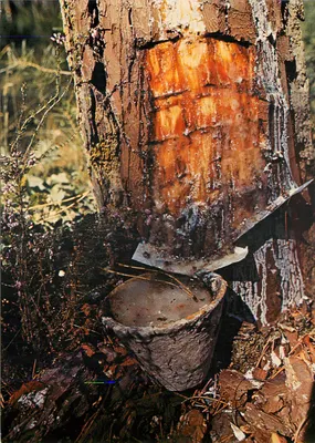 O Pinheiro das Landas — extração de resina — Foto estúdio Pierre - Mimizan, n°40.363