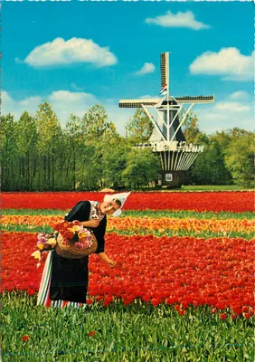 Paisagem holandesa — tulipas e moinho de vento — editor Krüger n°960/52