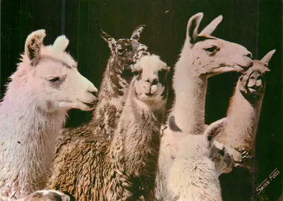 Lamas na Sierra — Cuzco, Peru — Swiss Foto