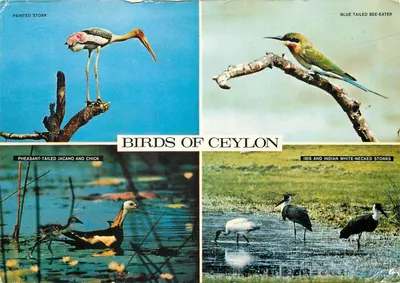 Aves de Ceilão — Ceylon Tourist Board, n°1432/47