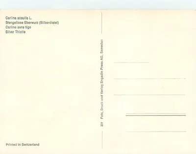 Carlina acaulis L. — Srebrna trzcina — Engadine Press AG, Samedan — Rewers