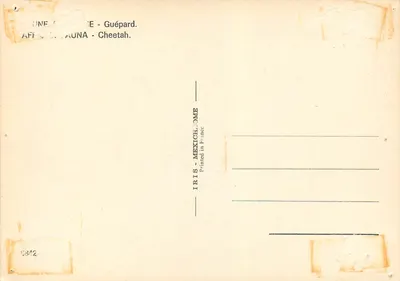 Guepardo — África — IRIS - MEXICHLHOME — Verso