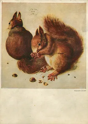 Rato e esquilo — Albrecht Dürer — edição Franz Hanfstaengl