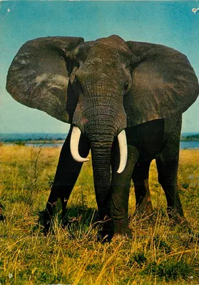 Elefante — África — Editor IRIS, série FAUNE AFRICAINE