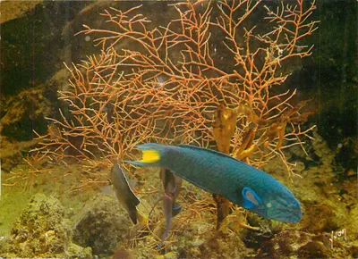 Blue Fish and Orange Coral — Oceanographic Museum of Monaco — Art Editions Yvon, No. 8