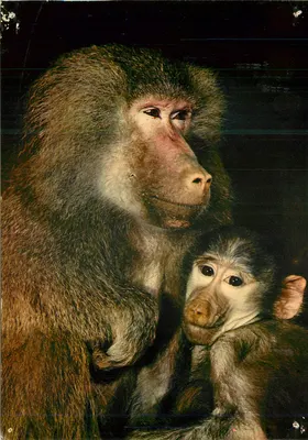 Bilhete postal moderno Fauna africana babuínos macaco