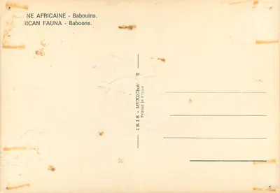 Bilhete postal moderno Fauna africana babuínos macaco — Verso