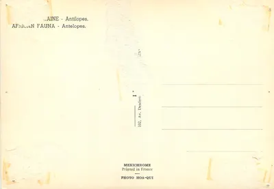 Antílopes africanos — Foto HOA-QUI — Mexichrome — Verso