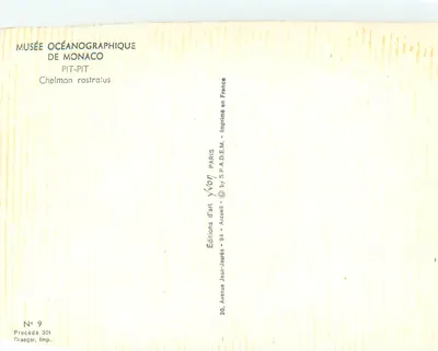 Chelmon rostratus — three fish — Oceanographic Museum of Monaco, no. 9 — Back