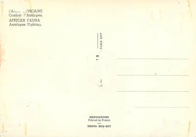 Luta de antílopes — Série XIV — Foto Hoa-Quí, Paris — Verso