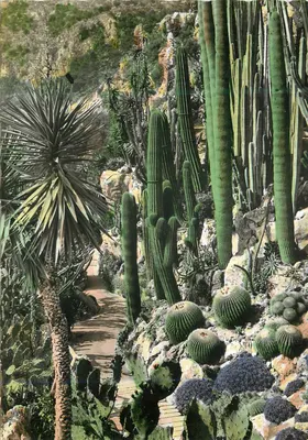 Jardim Exótico de Mônaco — Grupo de Pachycereux e Echinocactus