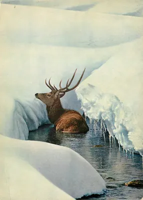 Cervo na neve — edições Feuerstein, n° 58