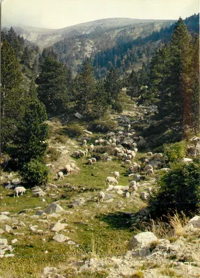 Massif do Canigou — Ovelhas na pastagem — Edições dos Septfonts