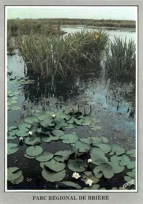 Parque Regional da Brière — Ninféias e íris — Edição Europ