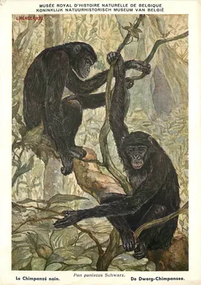 Chimpanzé anão — Pan paniscus Schwarz — Museu Real de História Natural da Bélgica, editor L. Henderyckx, n°3