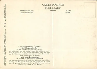 Chimpanzé anão — Pan paniscus Schwarz — Museu Real de História Natural da Bélgica, editor L. Henderyckx, n°3 — Verso