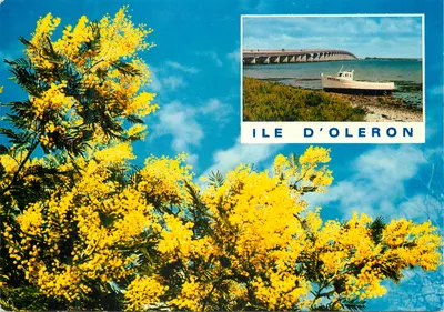 Ilha de Oléron — flores de mimosa e ponte — editor Couleurs Naturelles, n°315