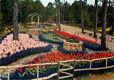 Jardim de flores na floresta — La Tranche-sur-Mer — Éditions Iris