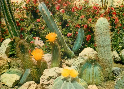 Jardim exótico — Sanary-sur-Mer (Var) — Edições Jean-Jaurès