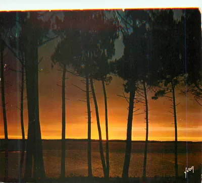 Pôr do Sol através dos Pinheiros — Cores e Luz da França — Edições de Arte YVON, n°10-5074-2
