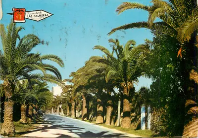 Las Palmeras — Avenida de palmeiras — Postais Javier TLF, n° 3.136