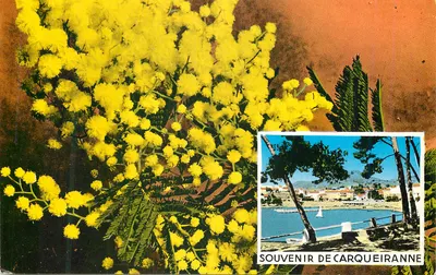 Mimosa — Lembrete de Carqueiranne — Edições S.E.P.T. NICE