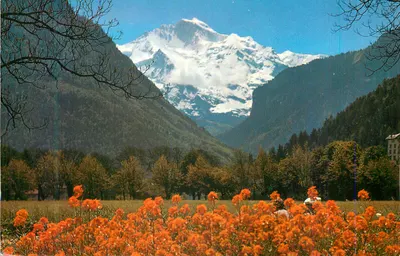 Monte Branco — vista panorâmica — Colorphoto H. Steinhauer, Interlaken, n°8307
