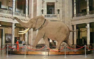 Elefante da África — maior espécime registrado — Smithsonian Institution