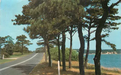 Visão de estrada cercada por pinheiros — Yale, Iowa — Nycechrome