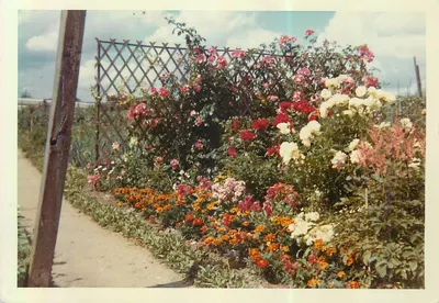 Jardim de rosas e marigolds — vista de jardim — Kodak