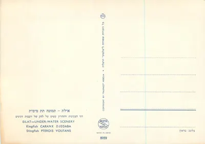 Eilat — Sceneria podwodna — Rybka królowa i rybka żółtodzioba — Rewers