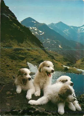 Três filhotes brancos — montanhas no fundo — Valls d'Andorre, Lago de Tristaina