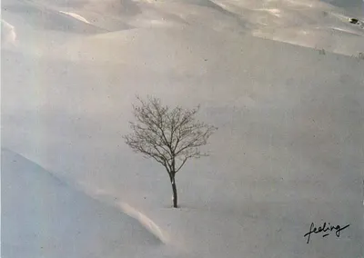 Árvore solitária na neve — Edição Feeling Combier, n° F1 99 992 0 0003
