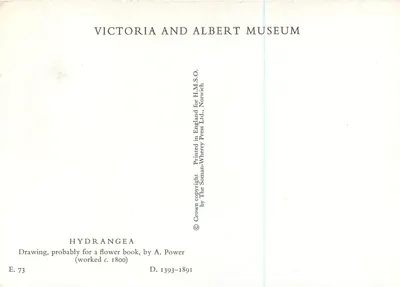 Hydrangea macrophylla — desenho para um livro de flores — Victoria and Albert Museum — Verso