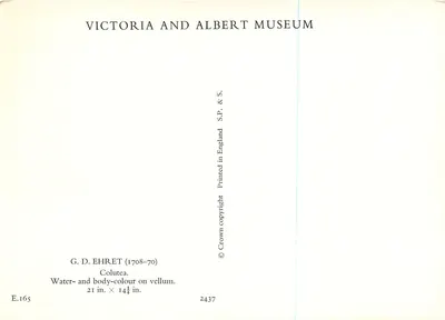 Colutea — flor vermelha-laranja, folhas verdes — G. D. Ehret (1708-70), Victoria and Albert Museum — Verso