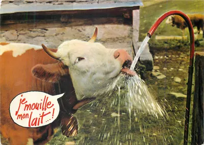 Vaca regando seu leite — Edições Rhodania, n°7340
