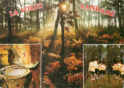 La Foresta Landaise — Foresta Landaise — Editore Elcécocolor, N° 6414