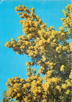 Féerie dos mimosa no céu da Costa Azul — Éditions de diffusion, NICE, A-1050