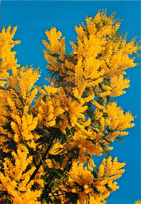 Galho de mimosa — Côte d'Azur — Les Editions Gilletta, n°340
