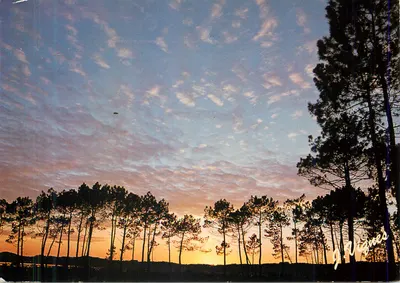 Pôr do sol sobre os pinheiros — Capbreton, Litoral sul das Landas — Edições d'Art Vignes