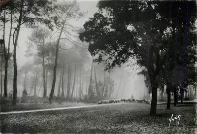 Le Landes della Gasconia — I pecori nella foresta — Edizioni Art Jeu