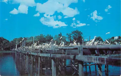 Plataformas de Ninhada em Bird City, Jungle Gardens, Avery Island, Louisiana — The L. L. Cook Co. 30280-B