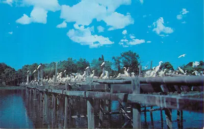 Plataformas de Ninhada em Bird City, Jungle Gardens, Avery Island, Louisiana — The L. L. Cook Co., 30280-B