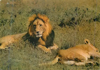 Leões na savana — Série 40 — Sapra Studio, Nairobi