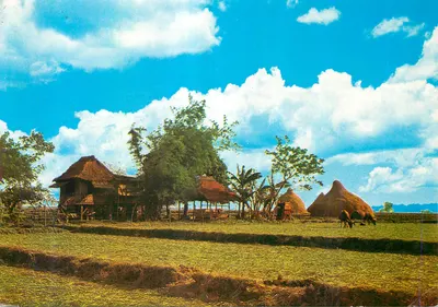 Chalé de tipo nipa — Filipinas — editor A Philippine Nipa Hut, n°1326