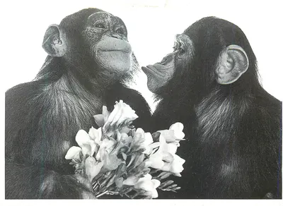 Dois chimpanzés — um segurando um buquê de flores — editor Imapress, n° P 1013