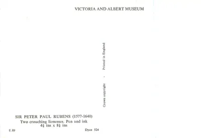 Due leoni accucciati — disegno di Rubens — Victoria and Albert Museum — Verso