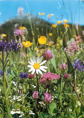 Flores dos campos — Samedan, Suíça — Engadin Press AG n°372